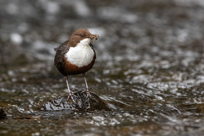 Close-up of bird perching on rock at stream