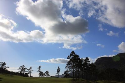 Low angle view of trees against sky