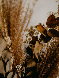 Close-up of dry leaves on field