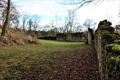 View of trees on grass against sky