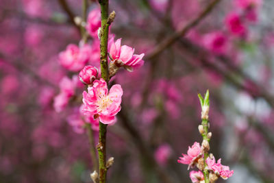 Pink flowers blooming on tree