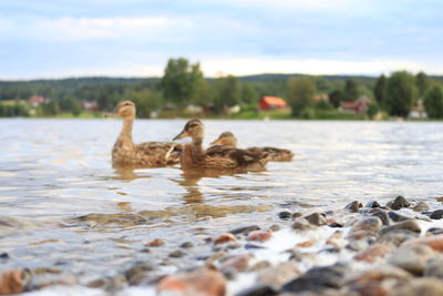 Ducks swimming in lake