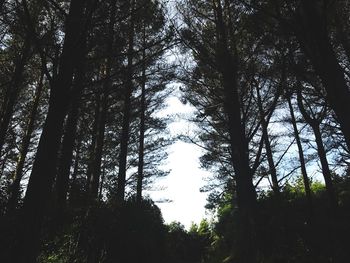 Low angle view of trees in forest