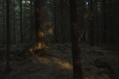 Trees in forest