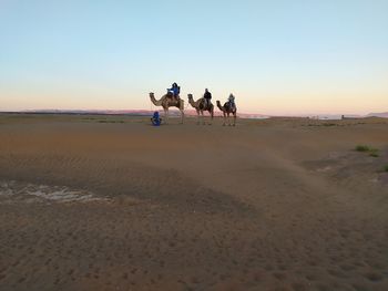 People riding horse on sand at beach against sky