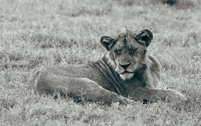 Lioness resting on field