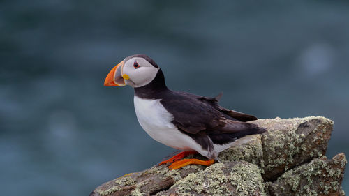 Thd common puffin fratercula arctica stood on cliff top