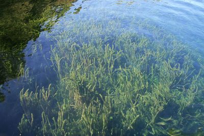 High angle view of fish swimming in sea