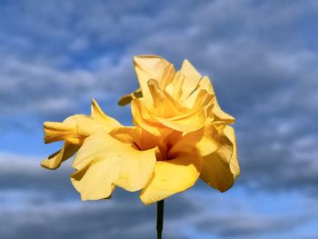 Low angle view of yellow flowering plant against sky