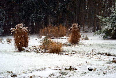 Frozen trees in forest during winter