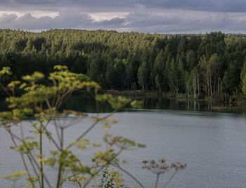 Scenic view of lake by trees against sky