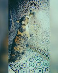 Close-up of cat