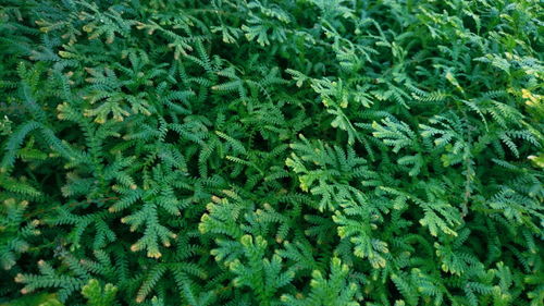 Full frame shot of fresh green leaves