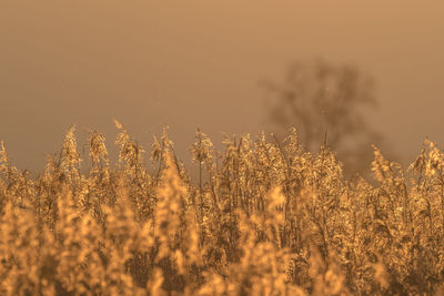 Close-up of stalks in field against sky