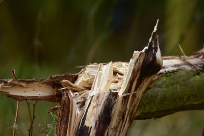 Close-up of  broken tree