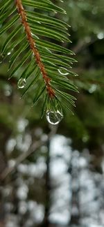 Close-up of raindrops on pine tree