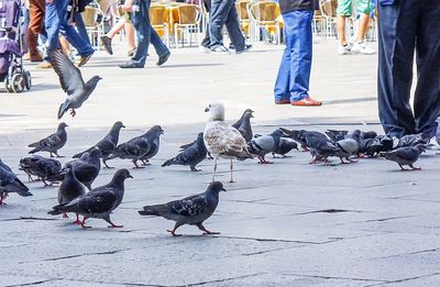 Low section of birds on snow