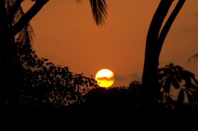 Silhouette of trees at sunset
