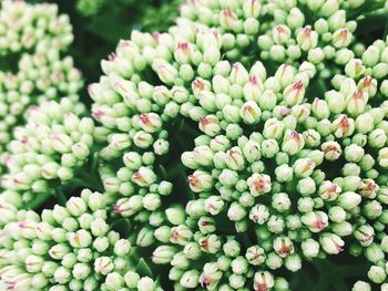 Full frame shot of succulent plant