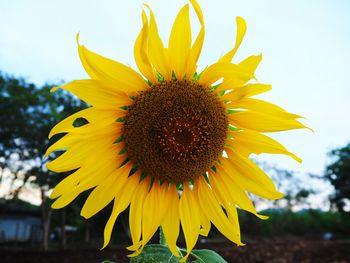 Close-up of fresh sunflower blooming against sky