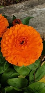 Close-up of insect on orange flower