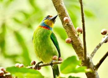 Close-up of bird perching on branch