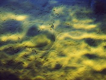 Full frame shot of fish swimming in sea