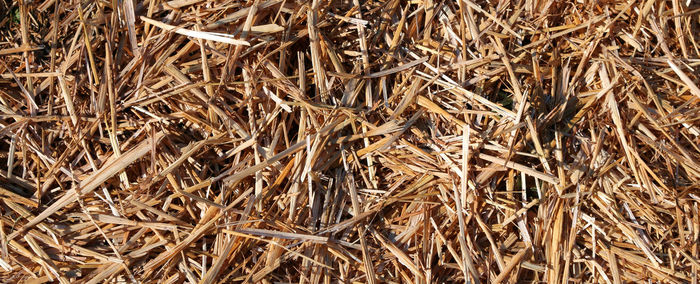 Background of straw in the barn on the farm