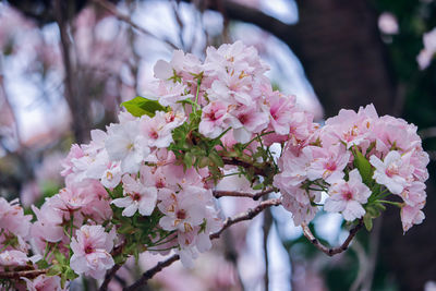 Close-up of pink cherry blossom