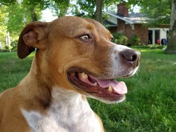 Close-up of a dog looking away