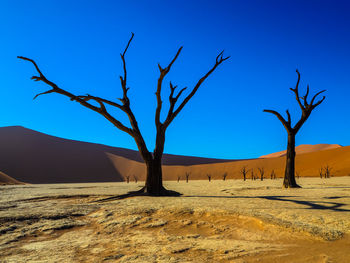 Bare tree in desert against blue sky
