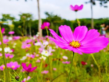 Close-up of pink cosmos flower on field