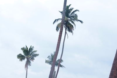 Low angle view of palm tree against sky