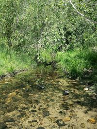 Scenic view of forest