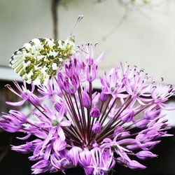 Close-up of purple flowers