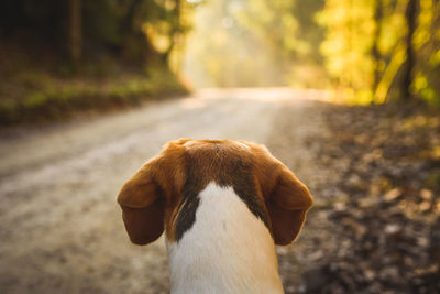 Beagle dog in sunny forest on path. back of head closeup background