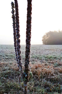 Trees on field against clear sky