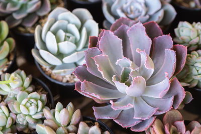 Close-up of succulent plant