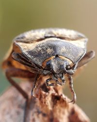 Close-up of fly