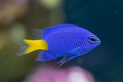 Vibrant yellow tail damsel fish gets a closeup in a fish tank