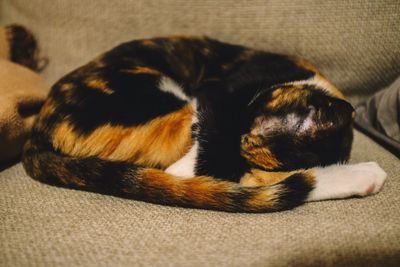 Close-up of cat sleeping on burlap