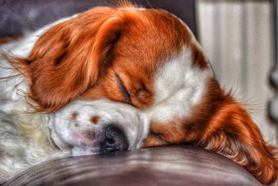 Close-up of a sleeping cat