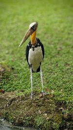 Close-up of bird on field