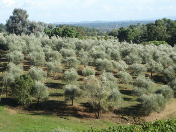 Trees on field against sky