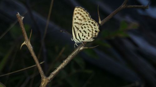 Close-up of plant against blurred background