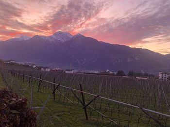 Scenic view of vineyard against sky during sunset