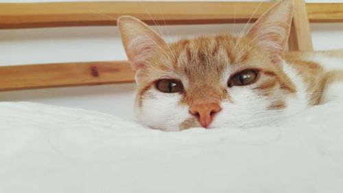 Close-up portrait of cat on bed