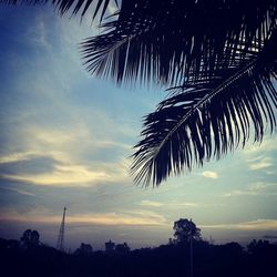 Low angle view of palm trees against sky