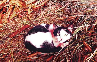 High angle portrait of cat on grass