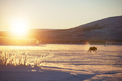 Moose at winter